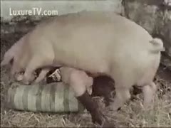Insane and very rare zoophilia sex footage features tiny bitch drilled by heavy hog 